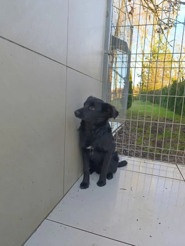 Pies do adopcji, Bełchatów, 29 października 2025 (3/5)