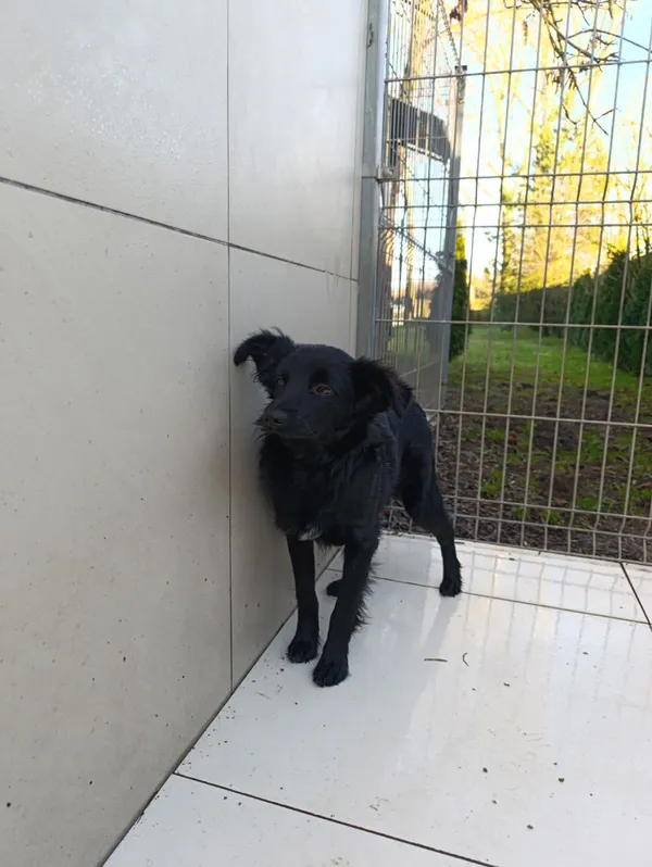 Pies do adopcji, Bełchatów, 29 października 2025 (4/5)