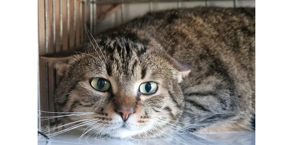 Kot do adopcji, Wrocław, 13 stycznia 2026