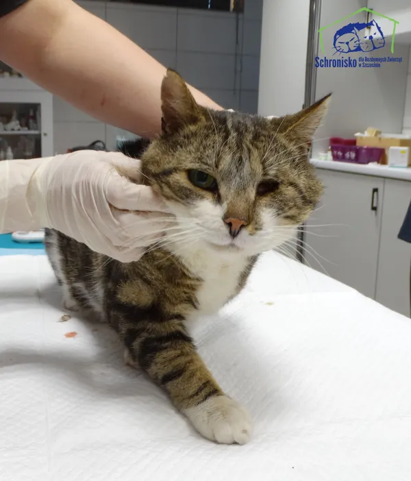 Znaleziono kota, Szczecin, 20 stycznia 2026