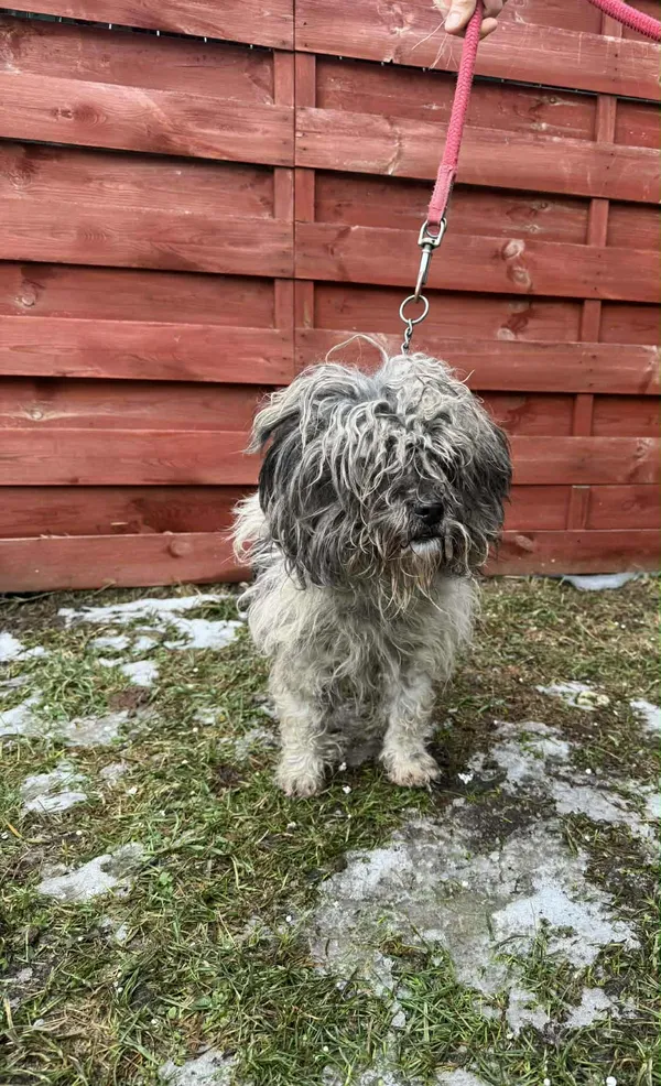 Znaleziono psa, Czartki, 21 stycznia 2026