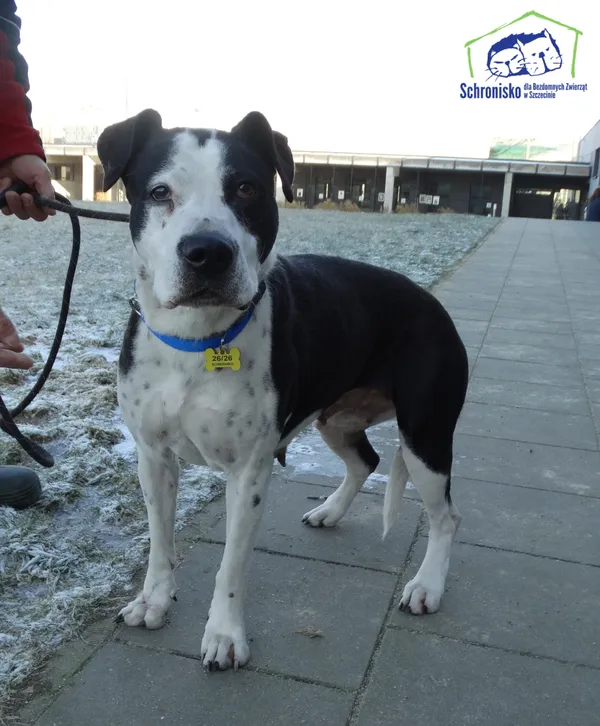 Znaleziono psa, Szczecin, 21 stycznia 2025 (1/2)