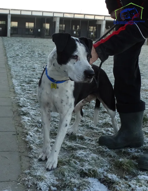 Znaleziono psa, Szczecin, 21 stycznia 2025 (2/2)