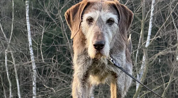 Pies do adopcji, Pieczyska, 22 stycznia 2026 (1/5)