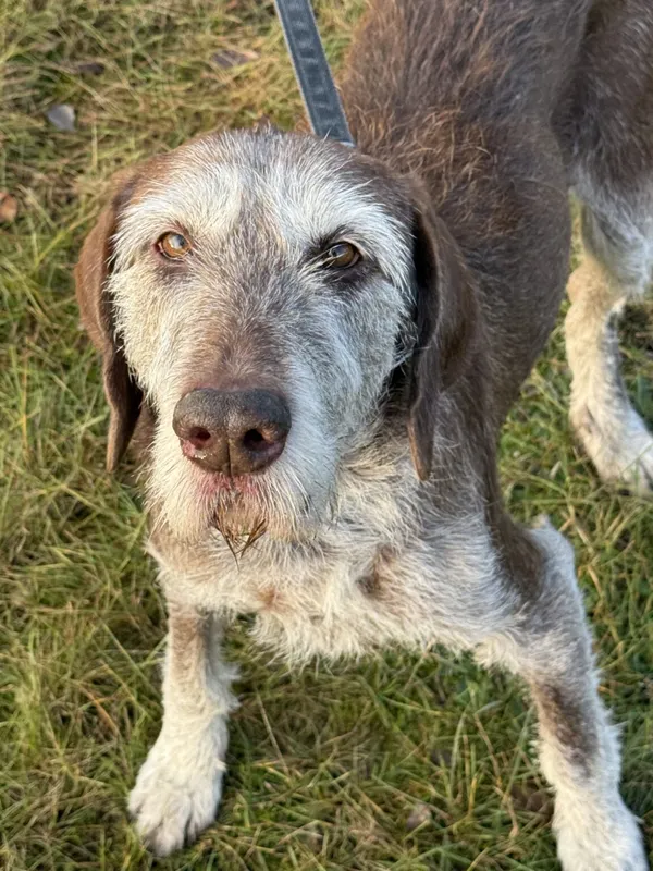 Pies do adopcji, Pieczyska, 22 stycznia 2026 (5/5)