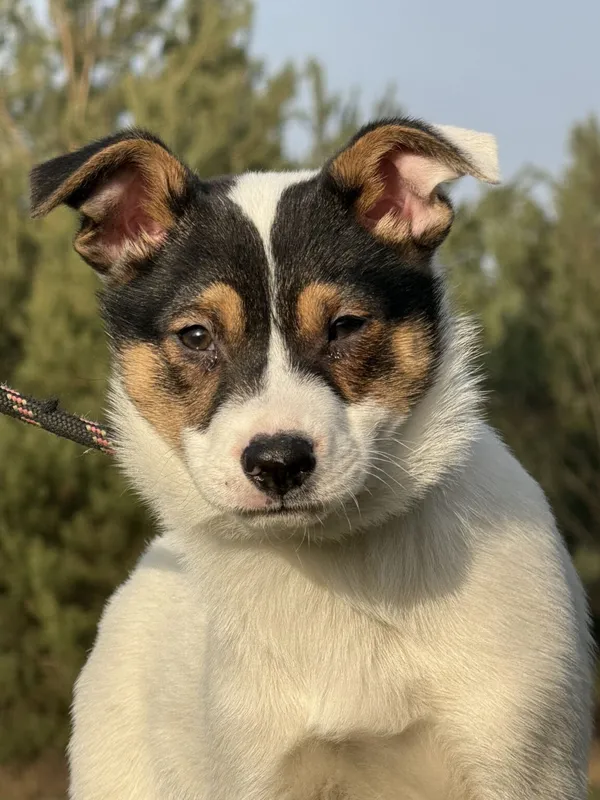 Pies do adopcji, Pieczyska, 22 stycznia 2026 (4/5)