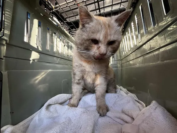 Znaleziono kota, Toruń, 20 stycznia 2026