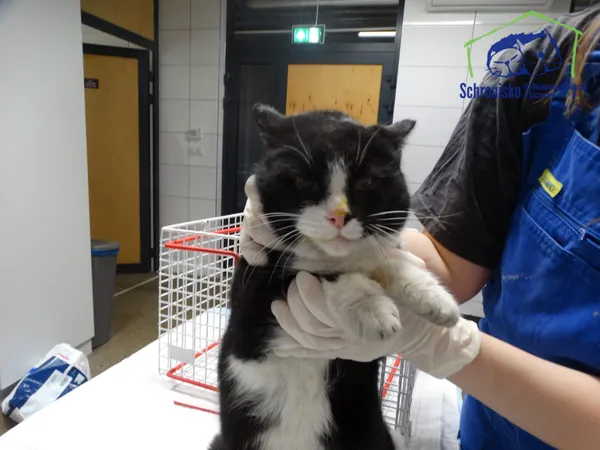 Znaleziono kota, Szczecin, 21 stycznia 2026