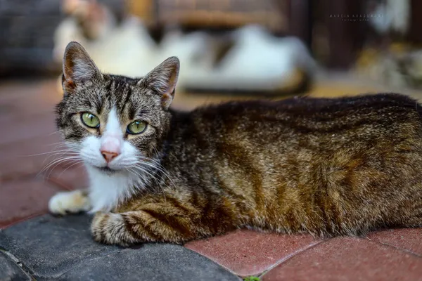 Oddam kota, Elbląg, Stawnik, 23 stycznia 2026 (1/3)