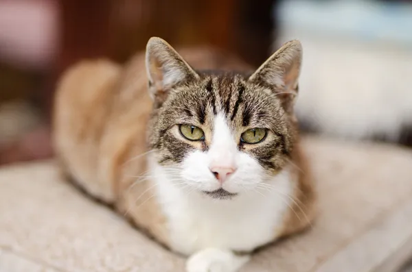 Oddam kota, Elbląg, Stawnik, 23 stycznia 2026 (2/3)