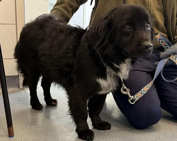 Znaleziono psa, Lublin, 20 stycznia 2026