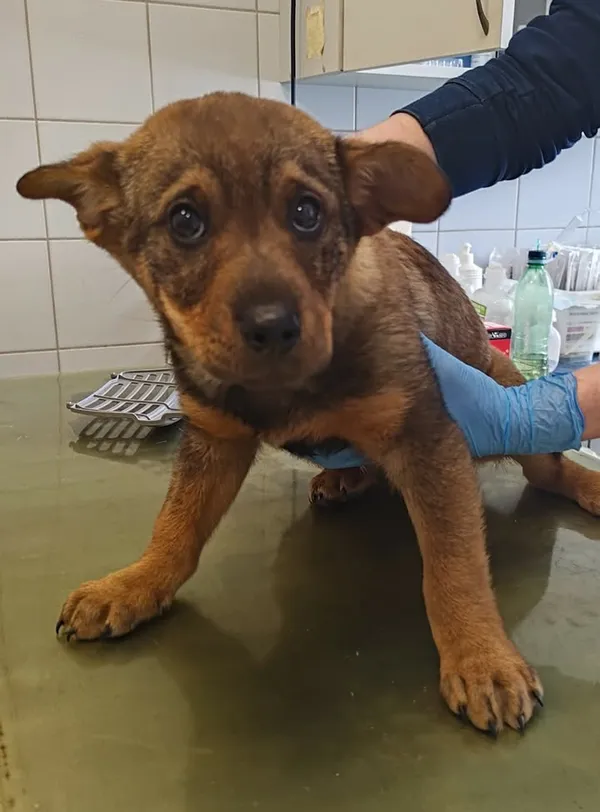 Znaleziono psa, Lublin, 22 stycznia 2026