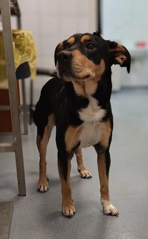 Znaleziono psa, Lublin, 22 stycznia 2026