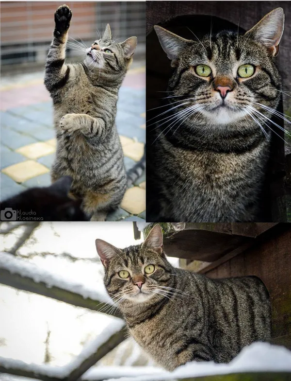 Oddam kota, Elbląg, Wyspa Spichrzów, 23 stycznia 2026 (1/2)