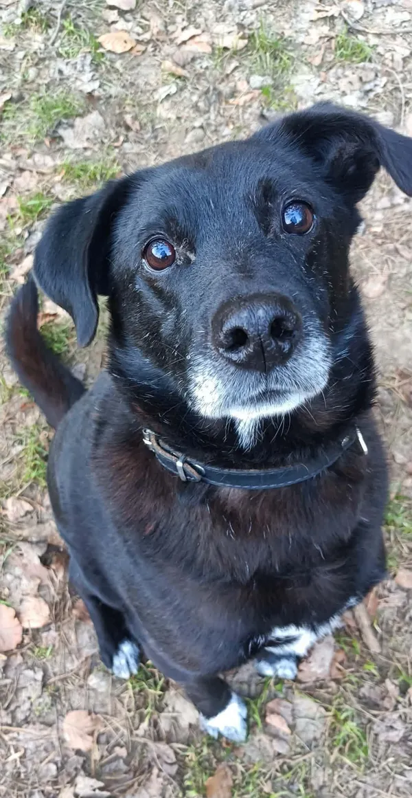 Pies do adopcji, Sopot, 22 stycznia 2026 (1/3)