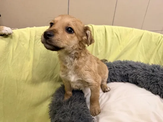 Pies do adopcji, Kraków, 22 stycznia 2026