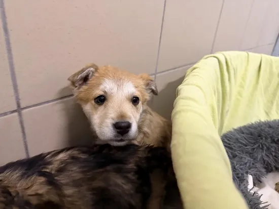 Pies do adopcji, Kraków, 22 stycznia 2026