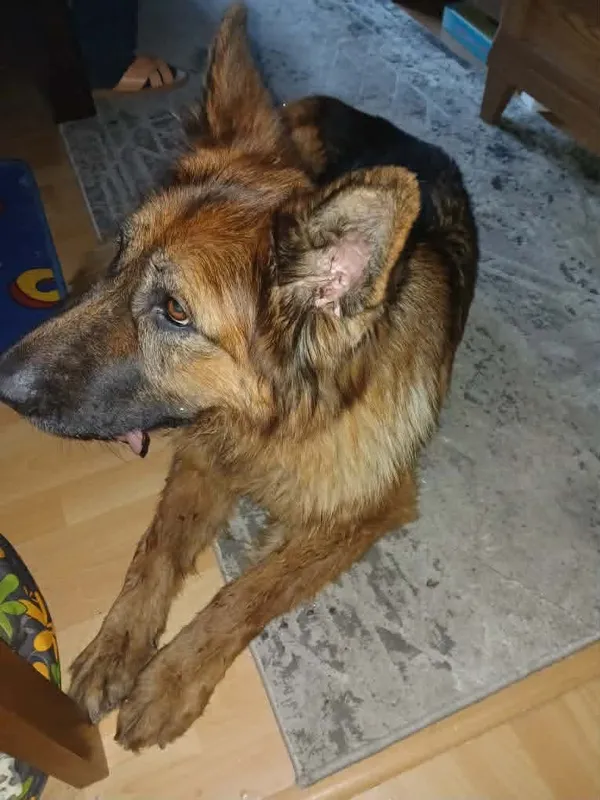 Pies do adopcji, Zgierz, 23 stycznia 2026