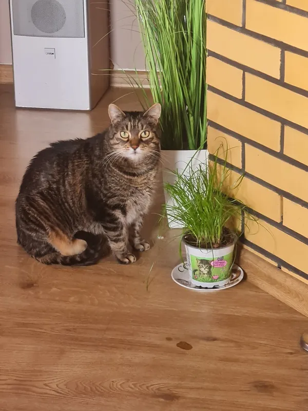 Zaginął kot, Łódź, 23 stycznia 2026