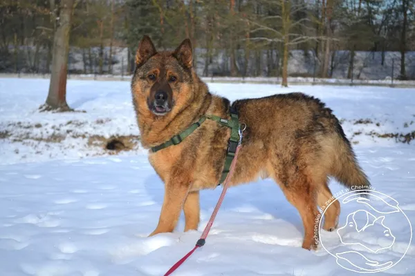 Pies do adopcji, Chełmek, 13 lipca 2023