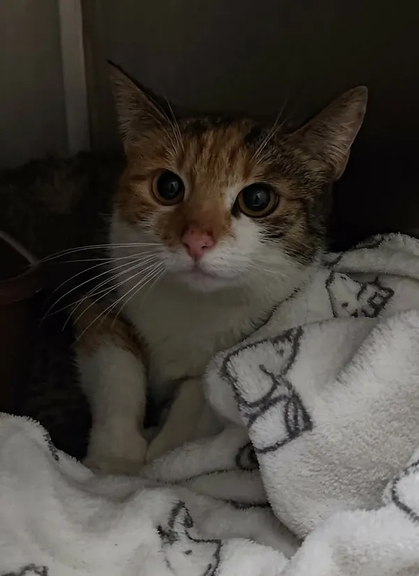 Znaleziono kota, Lublin, 21 stycznia 2026