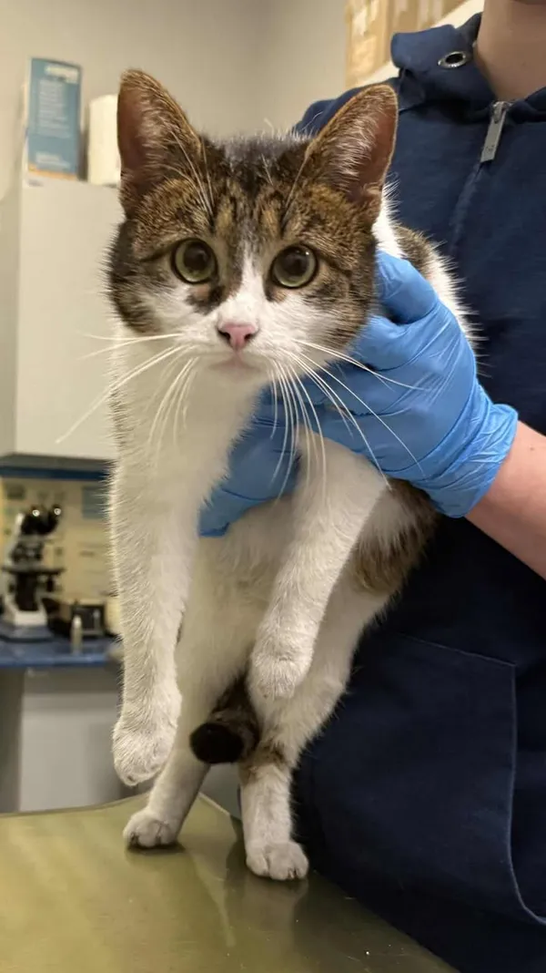 Znaleziono kota, Lublin, 21 stycznia 2026