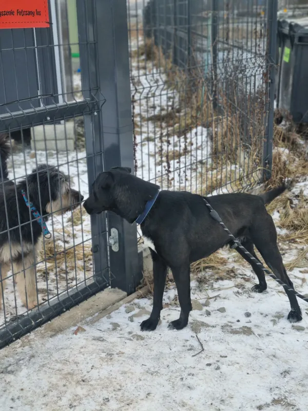 Znaleziono psa, Żywiec, 23 stycznia 2026 (5/5)