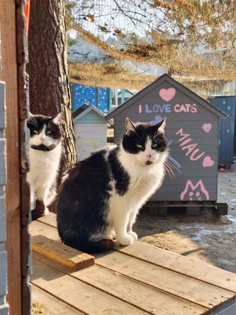 Kot do adopcji, Piła, 15 maja 2024 (2/2)