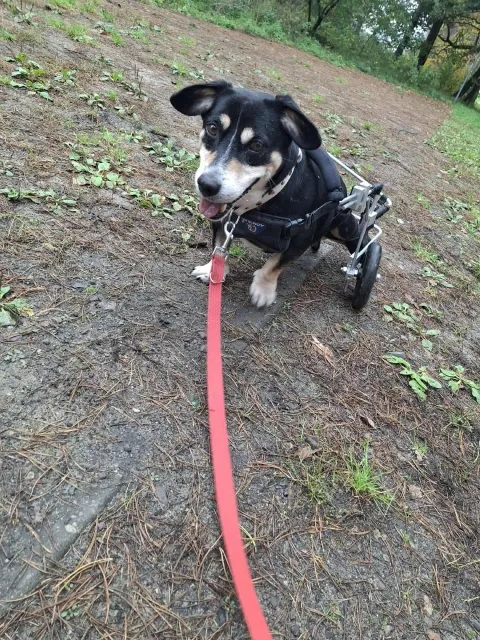 Pies do adopcji, Piła, 3 czerwca 2025 (1/5)