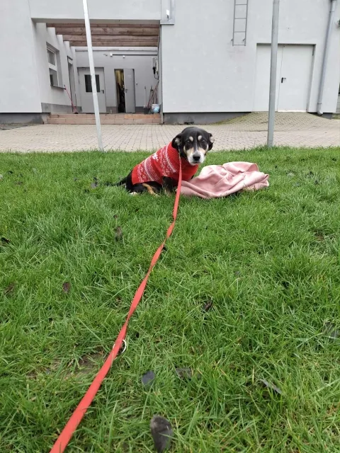 Pies do adopcji, Piła, 3 czerwca 2025 (2/5)