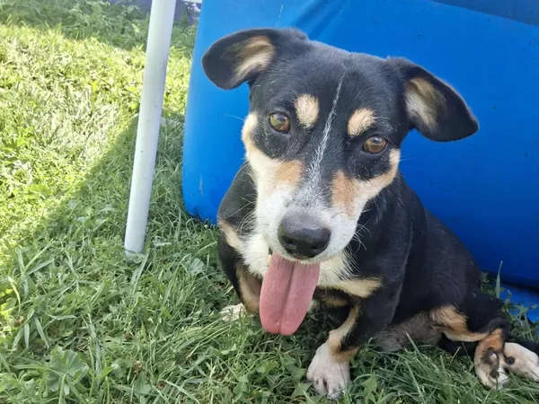 Pies do adopcji, Piła, 3 czerwca 2025 (3/5)