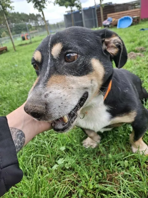 Pies do adopcji, Piła, 3 czerwca 2025 (4/5)