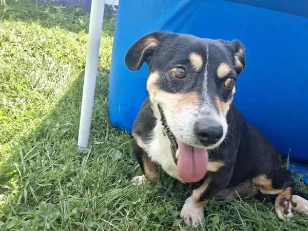 Pies do adopcji, Piła, 3 czerwca 2025 (5/5)