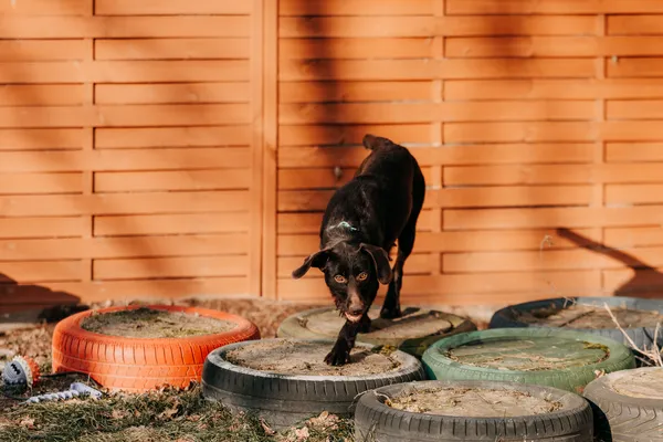 Pies do adopcji, Czartki, 23 stycznia 2026 (1/5)