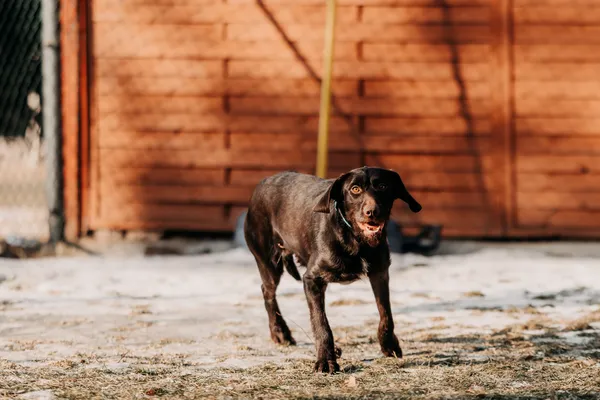 Pies do adopcji, Czartki, 23 stycznia 2026 (2/5)
