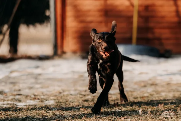 Pies do adopcji, Czartki, 23 stycznia 2026 (3/5)