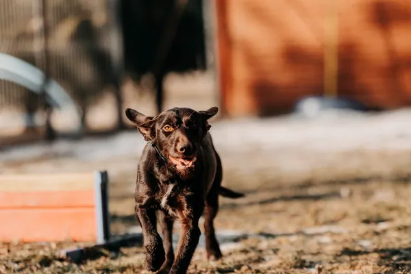 Pies do adopcji, Czartki, 23 stycznia 2026 (5/5)