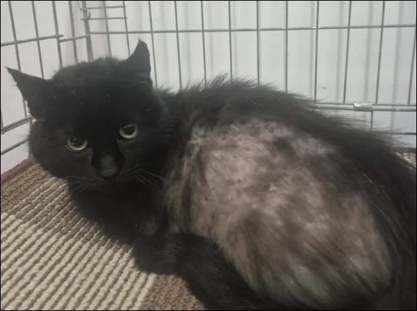 Znaleziono kota, Grudziądz, 23 stycznia 2026