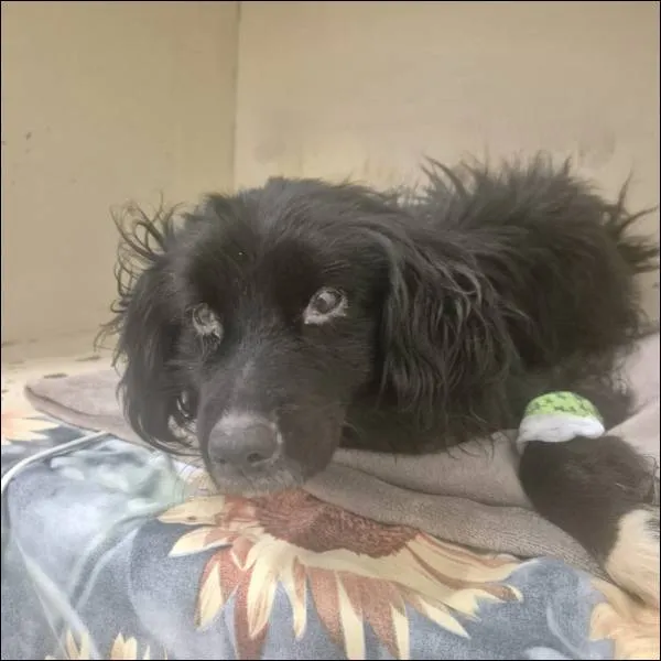 Znaleziono psa, Grudziądz, 23 stycznia 2026