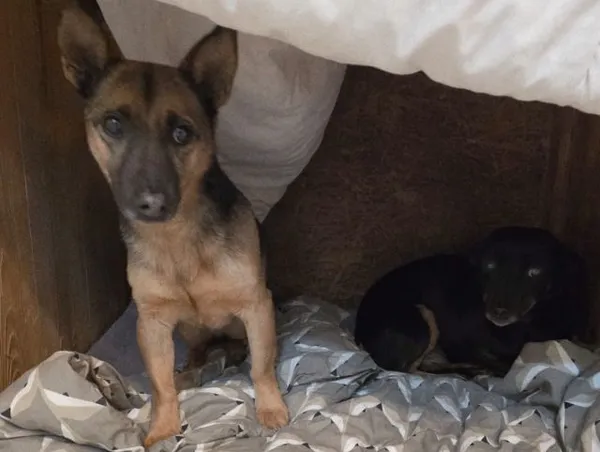 Znaleziono psa, Radom, 23 stycznia 2026