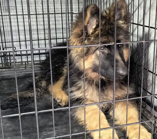 Znaleziono psa, Radom, 23 stycznia 2026