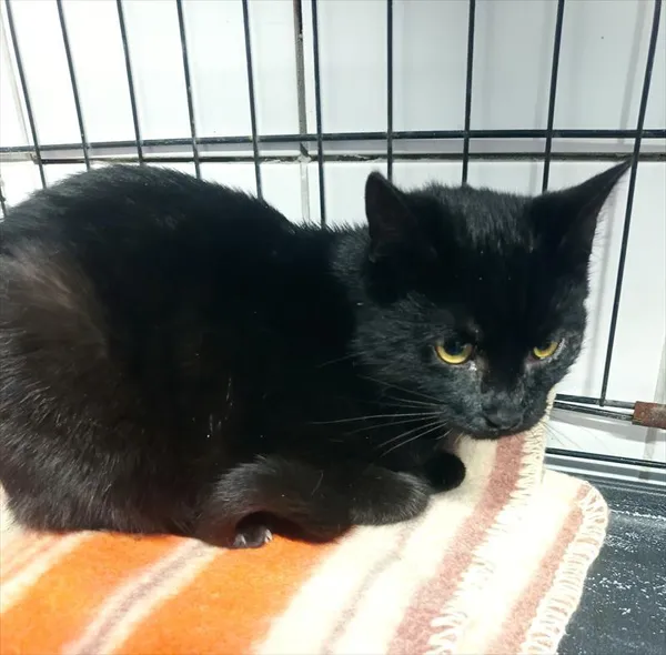 Znaleziono kota, Racibórz, 23 stycznia 2026