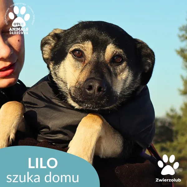 Pies do adopcji, Dąbrówka, 23 stycznia 2026 (1/4)