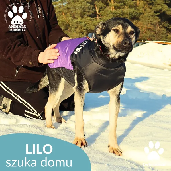 Pies do adopcji, Dąbrówka, 23 stycznia 2026 (4/4)