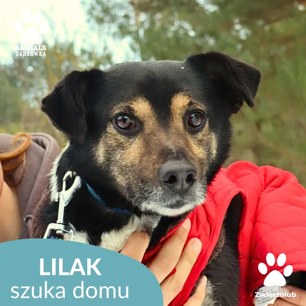 Pies do adopcji, Dąbrówka, 23 stycznia 2026 (1/4)