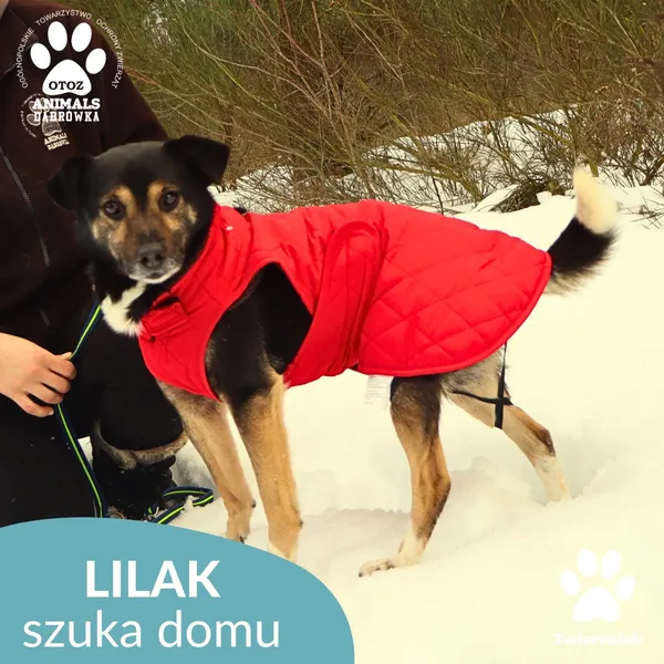 Pies do adopcji, Dąbrówka, 23 stycznia 2026 (2/4)