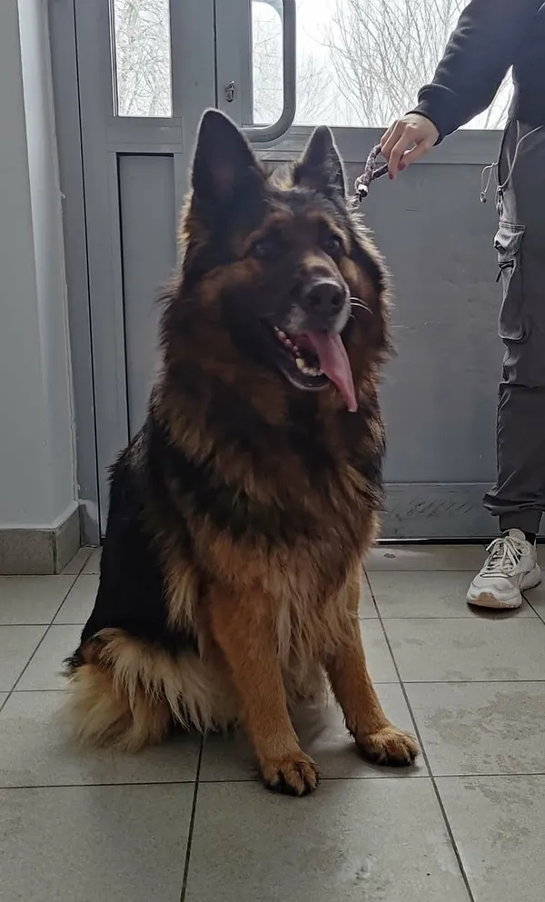 Znaleziono psa, Lublin, 23 stycznia 2026