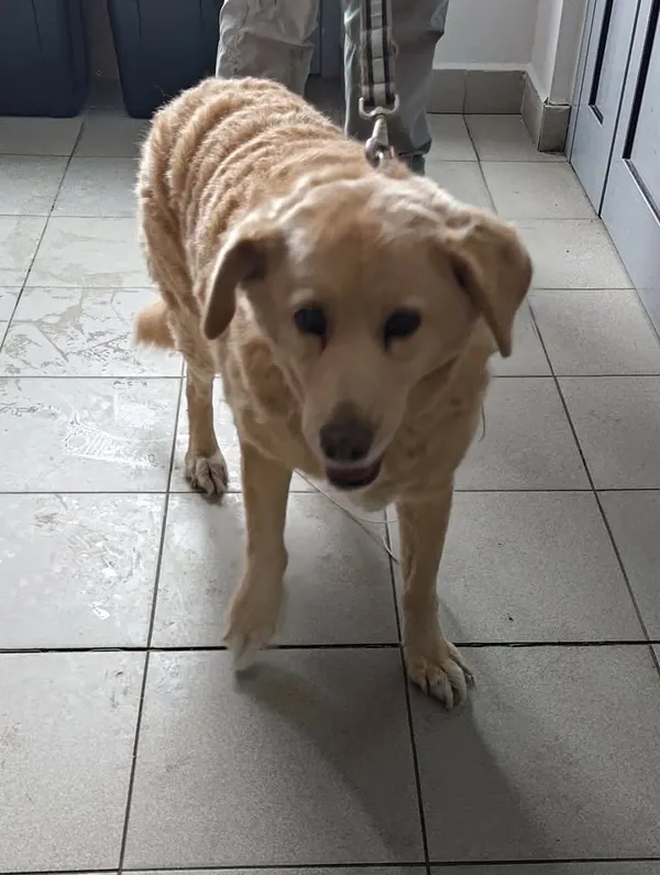 Znaleziono psa, Lublin, 23 stycznia 2026