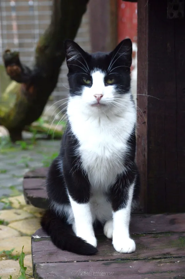 Oddam kota, Elbląg, Kępa Północna, 24 stycznia 2026 (1/4)