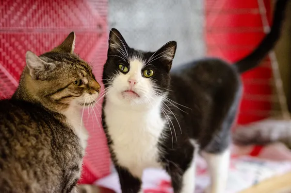 Oddam kota, Elbląg, Kępa Północna, 24 stycznia 2026 (2/4)